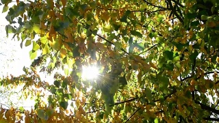 阳光从黄绿相间的椴树枝叶中透进来视频素材模板下载
