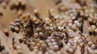 蚕蛾的幼虫从卵中孵化出来视频素材模板下载