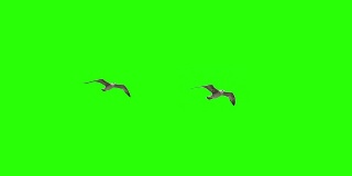 飞翔的鸟海鸥在色度键