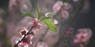 粉红色的梅花或日本杏花，梅花