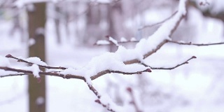 树枝在雪地里。