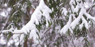 白雪覆盖的木头。冬季森林。