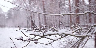 雪落在树枝上。