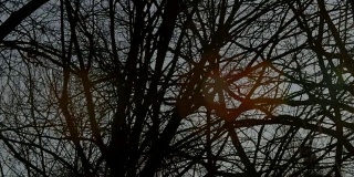 树木与太阳在冬天