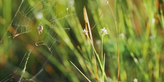 绿草上织网的蜘蛛
