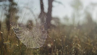 草原上织网的蜘蛛视频素材模板下载