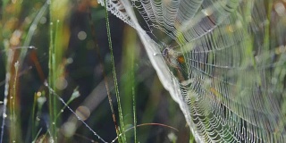 蜘蛛网里的蜘蛛的特写