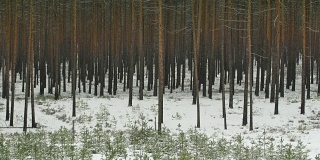红松林里下雪了