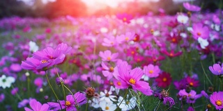 美丽的宇宙花朵在微风和阳光中摇曳。