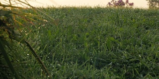 日落时分绿草地上的露珠
