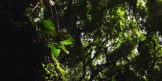 美丽的阳光耀斑在热带雨林丛林树冠。阳光透过树木的慢镜头。