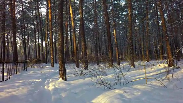 冬天的混交林覆盖着积雪，被阳光照亮