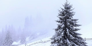 白雪覆盖的冷杉树