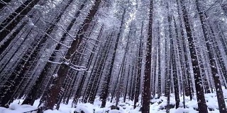 白雪覆盖的冷杉树