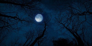 抬头看月亮和树