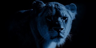 月光下的母狮