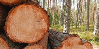 森林中被砍倒的树干