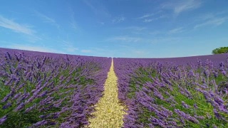 无穷无尽的紫色薰衣草盛开在阳光明媚的春天视频素材模板下载