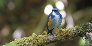 蓝鸟，雄性喜玛拉雅蓝尾巴(跗猴)在树枝上吃虫子