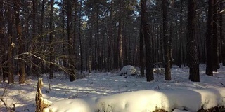 冬天的混交林里，积雪覆盖了阳光