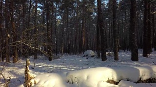 冬天的混交林里，积雪覆盖了阳光视频素材模板下载
