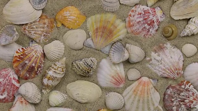 近似值的贝壳躺在沙滩上，俯视图