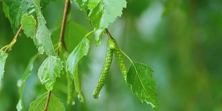 桦树特写夏雨后