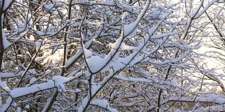 美丽的冰雪覆盖的树枝在冬季公园。垂直的全景