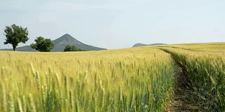 在夏天的田野上