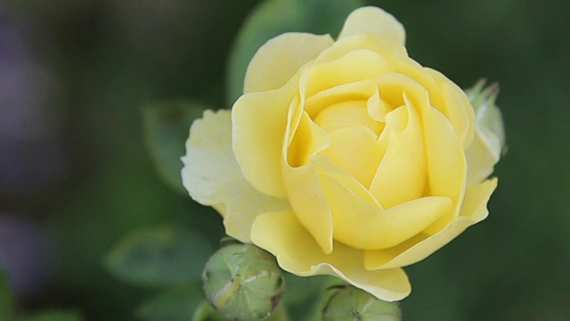黄玫瑰:缩小镜头。