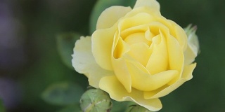 黄玫瑰:缩小镜头。