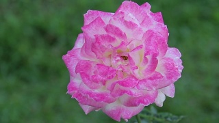 粉红玫瑰:缩小镜头。视频素材模板下载