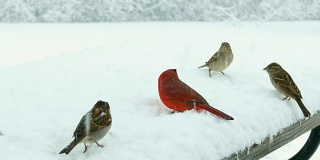 在暴风雪中，鸟儿们为争夺覆盖着雪的鸟食而战，为冬季的生存而战