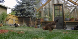 温室前有棕色的鸡啄食