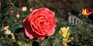 日本花园里的玫瑰