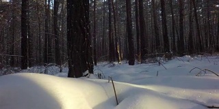 冬天的混交林里，积雪覆盖了阳光
