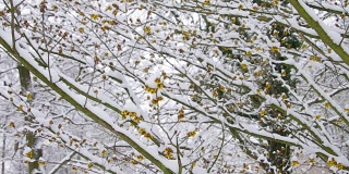 金缕梅在雪