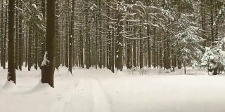 在冬天的森林里平稳的行走。干净而有霜的白天。