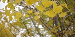 黄银杏叶枝头花园