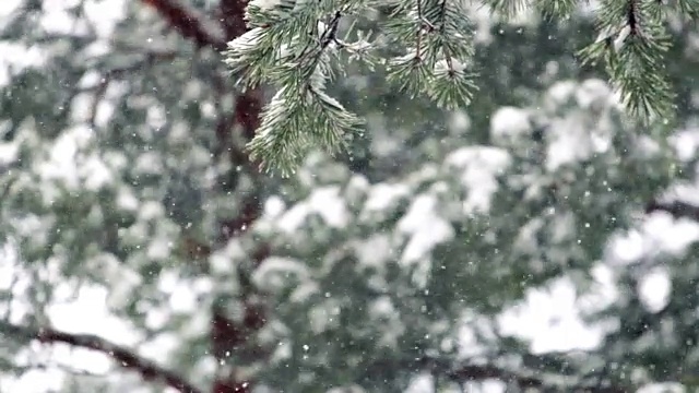 暴风雪中的松树和冷杉