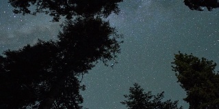星星在夜空中飞过森林，导致日出