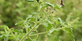 桑树或桑树种的通称和学名黑桑树黑桑L.黄桑科是在成熟果实是黑色的，酸甜的。顶部食用和加工成各种产品。
