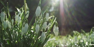温暖阳光下的春雪花莲