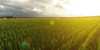 飞过一片金色的麦田在日出日落的视频剪辑