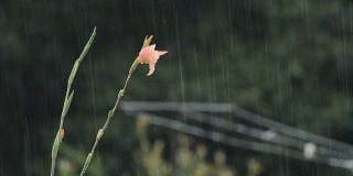 花和降雨