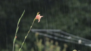 花和降雨视频素材模板下载