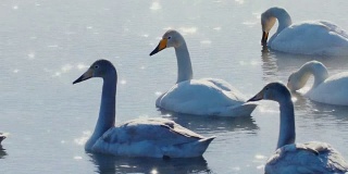 天鹅家族冬天在湖上