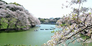 人们在东京千岛富士庆祝樱花盛开