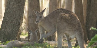 雄性袋鼠沙袋鼠有袋动物澳大利亚