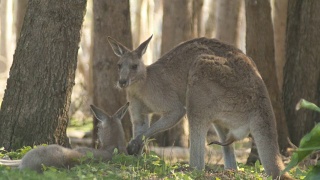 雄性袋鼠沙袋鼠有袋动物澳大利亚视频素材模板下载